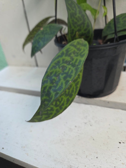 Aeschynanthus Longicaulis 'Black Pagoda Lipstick Plant'