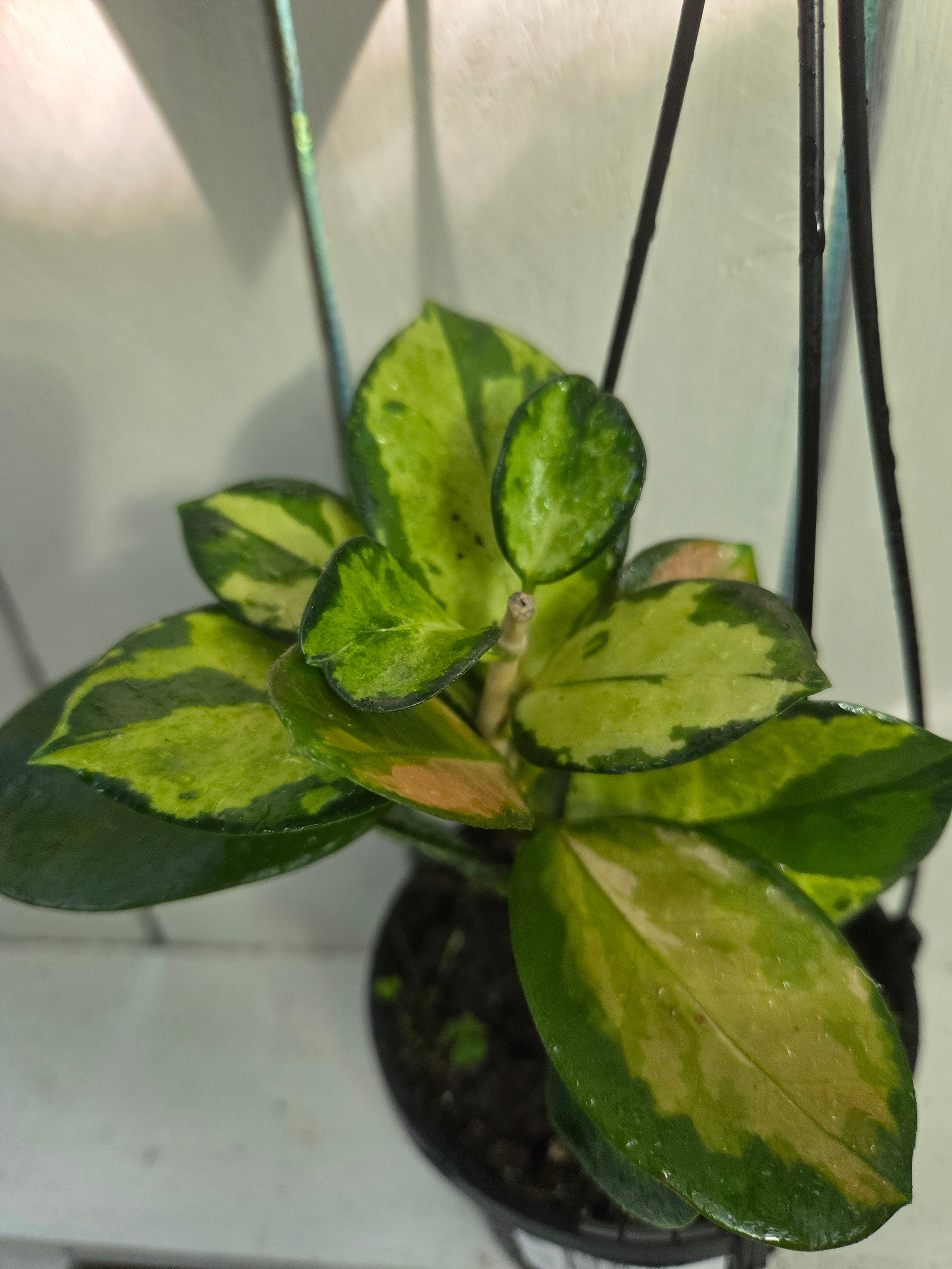 Hoya Australis Variegata 'Lisa' plant