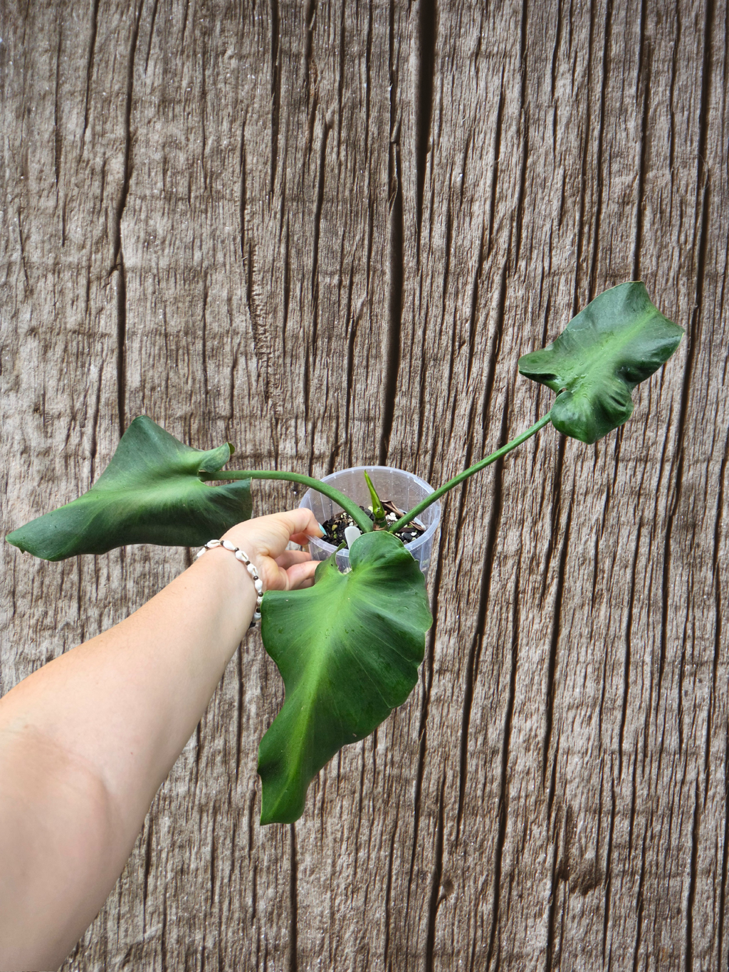Philodendron Rugosum aberrant form aka Sows Ear
