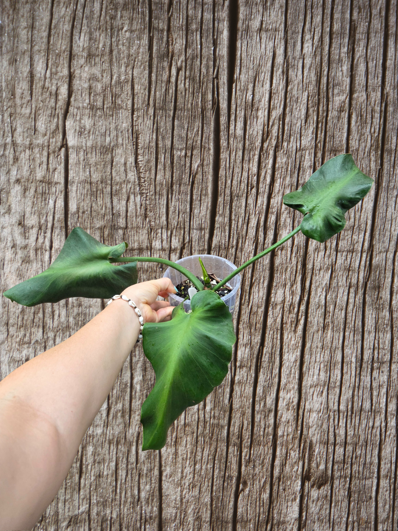 Philodendron Rugosum aberrant form aka Sows Ear