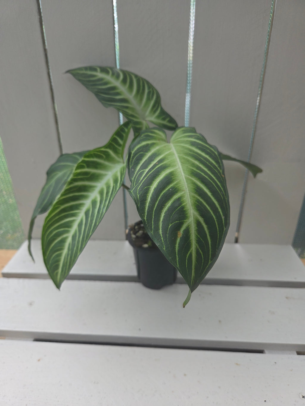 Xanthosoma / Phyllotaenium lindenii 'Magnificum' 90mm