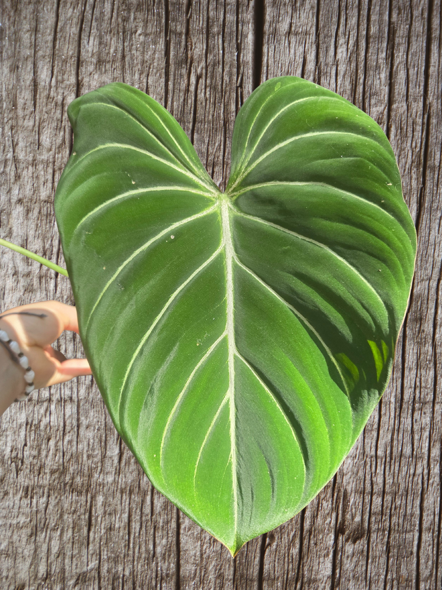 Philodendron Gloriosum "White Veins"