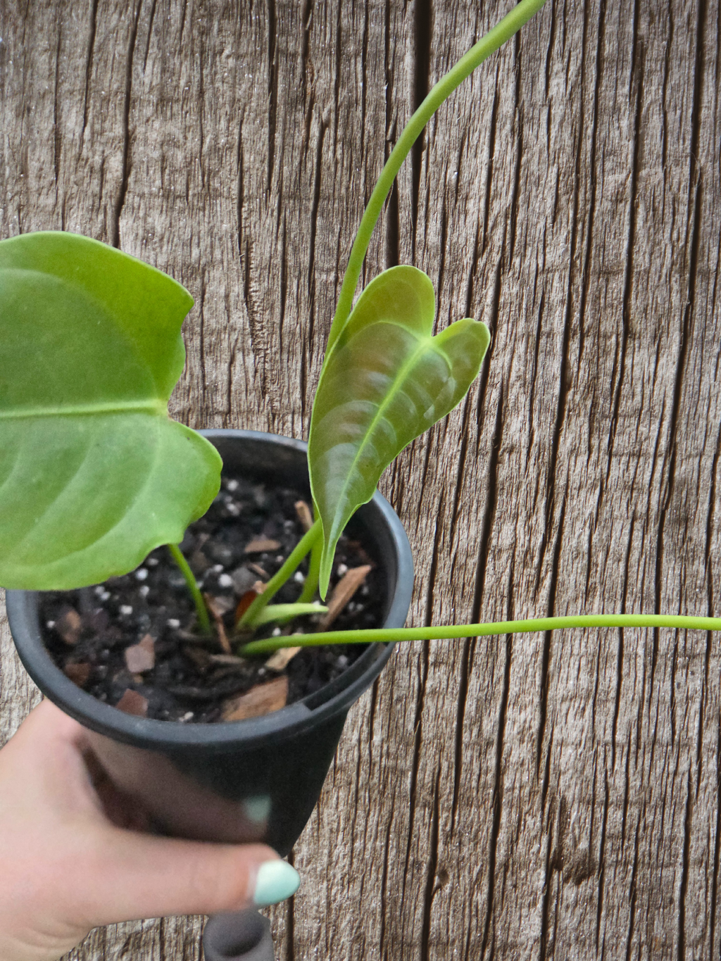 Anthurium Veitchii - Small Plant