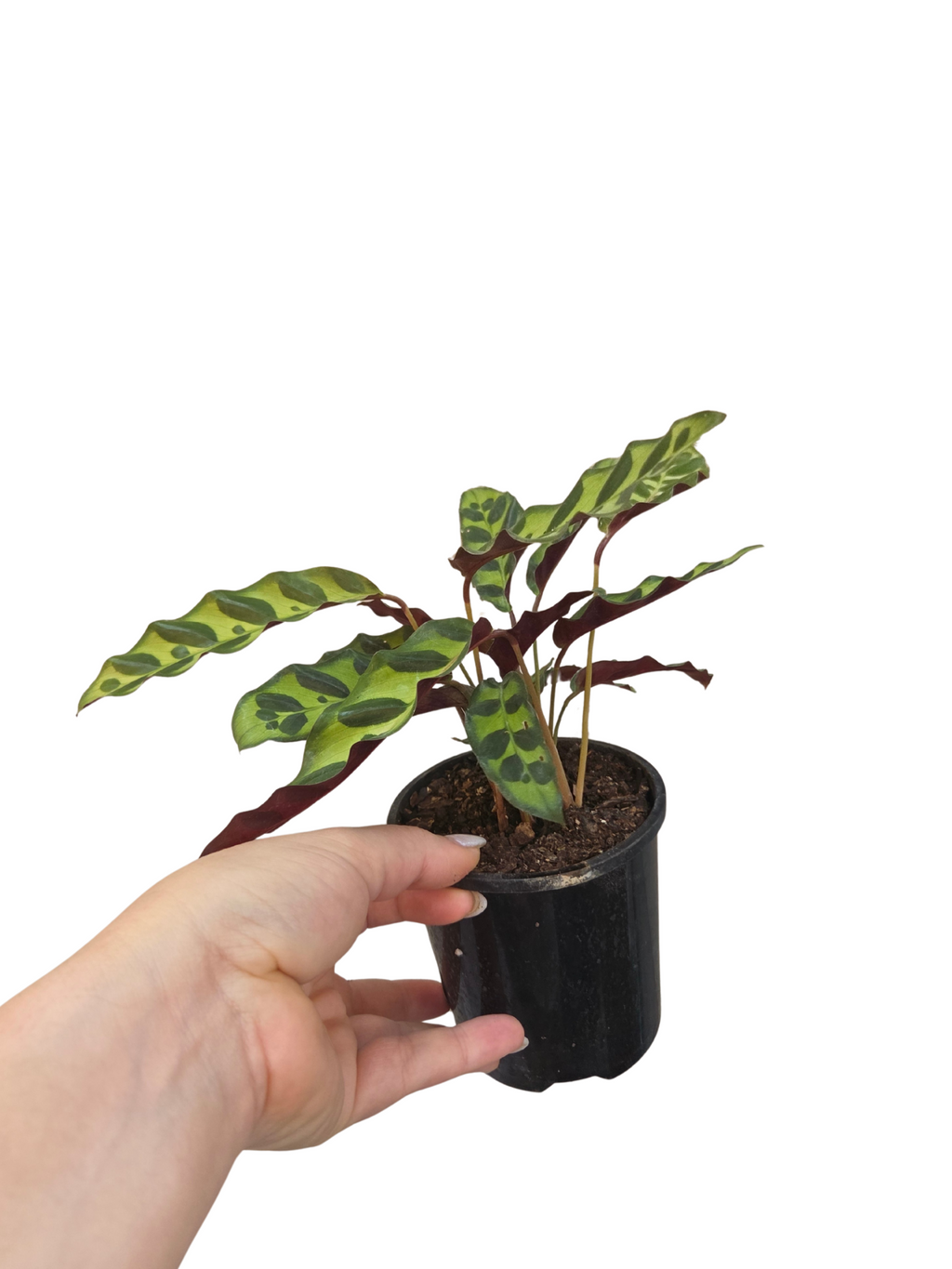 Goeppertia insignis previously known as Calathea rattle snake