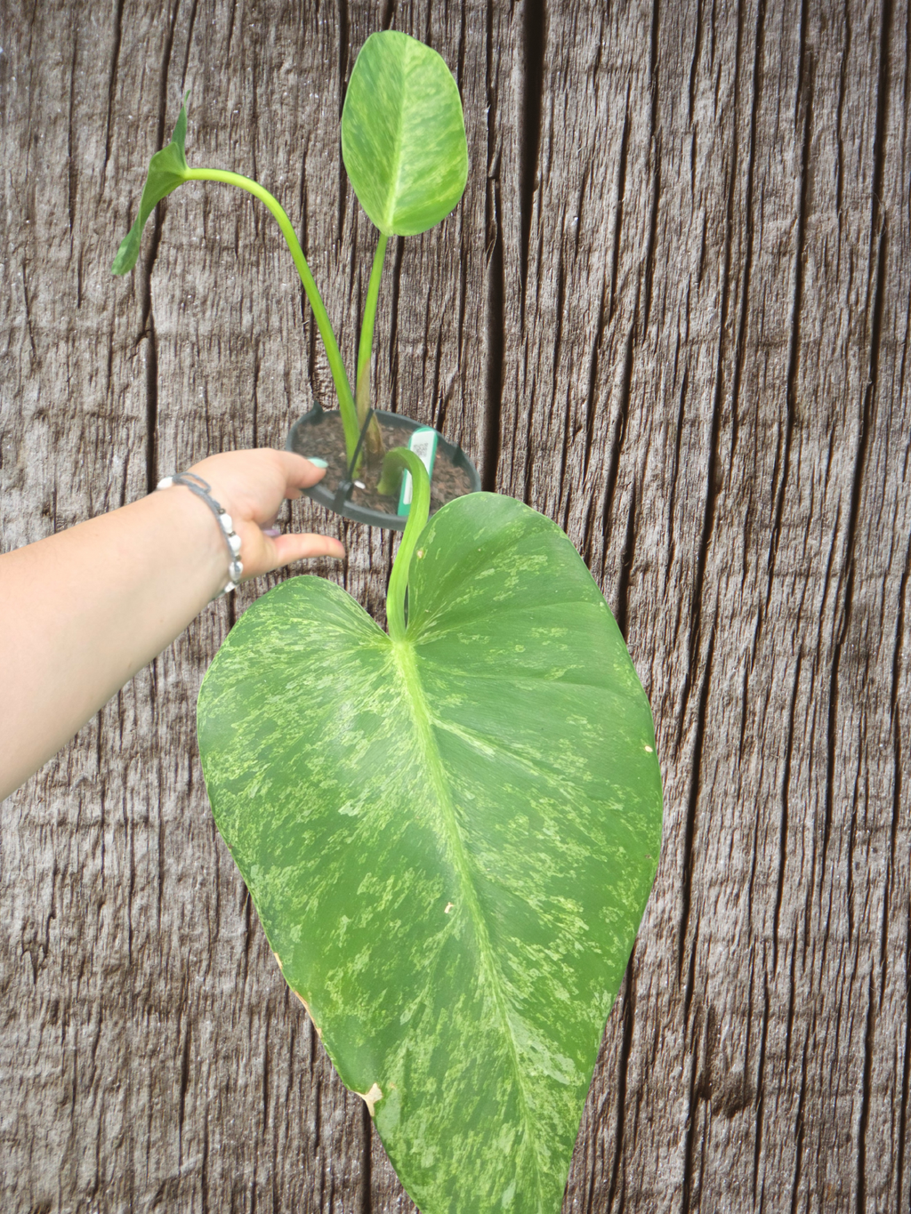 Philodendron blizzard giganteum