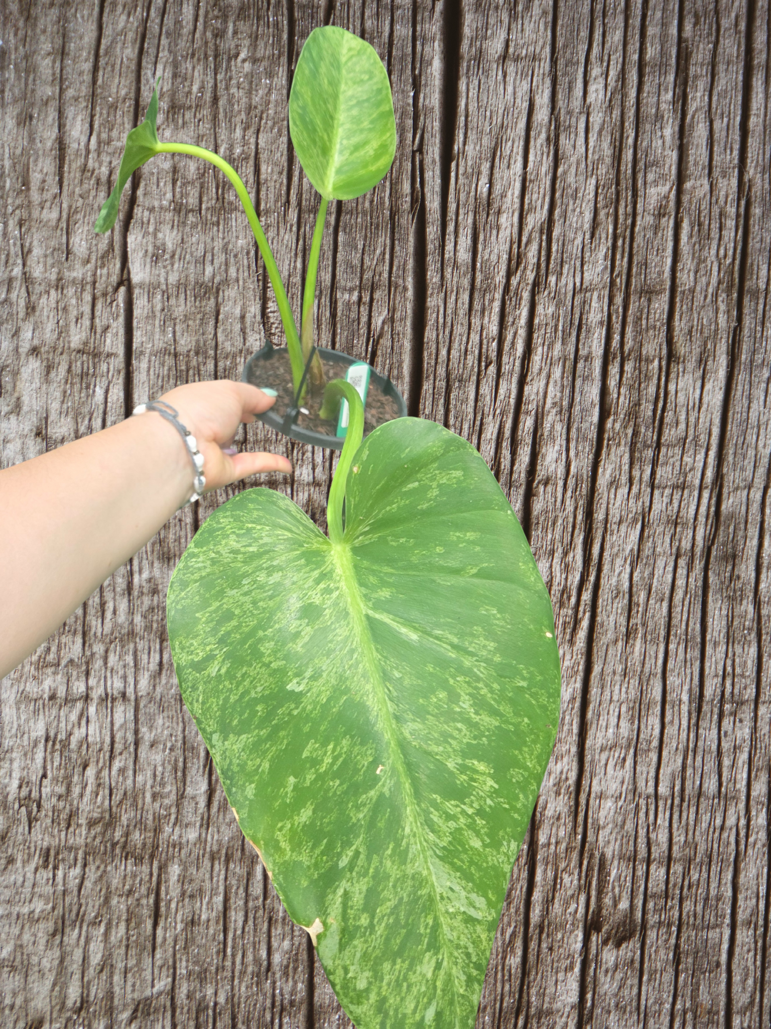 Philodendron blizzard giganteum