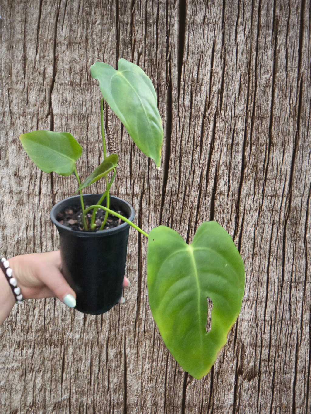 Anthurium Veitchii - Small Plant