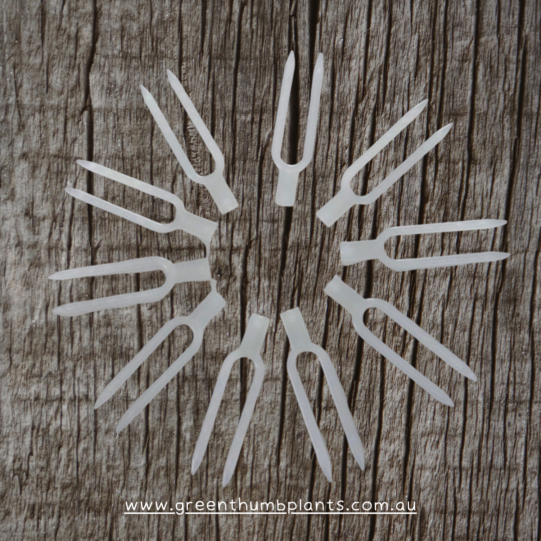 Propagation pins/moss pole pins clear 50 pack