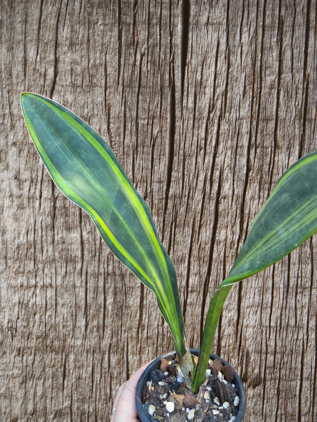 Sansevieria Masoniana Yellow Variegated -  aka Whale Fin