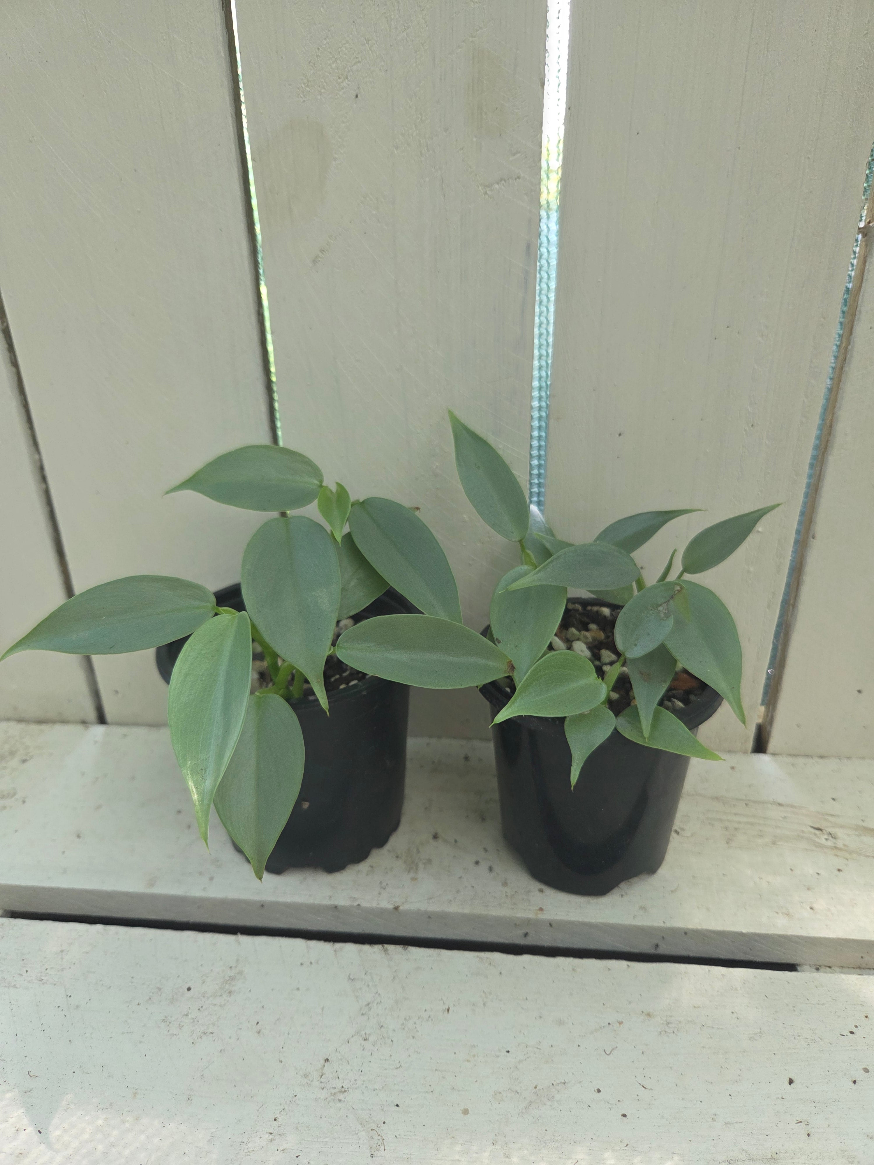Philodendron Silver Sword - hastatum small plants