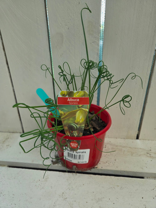 Albuca spiralis - Frizzle Sizzle Plant