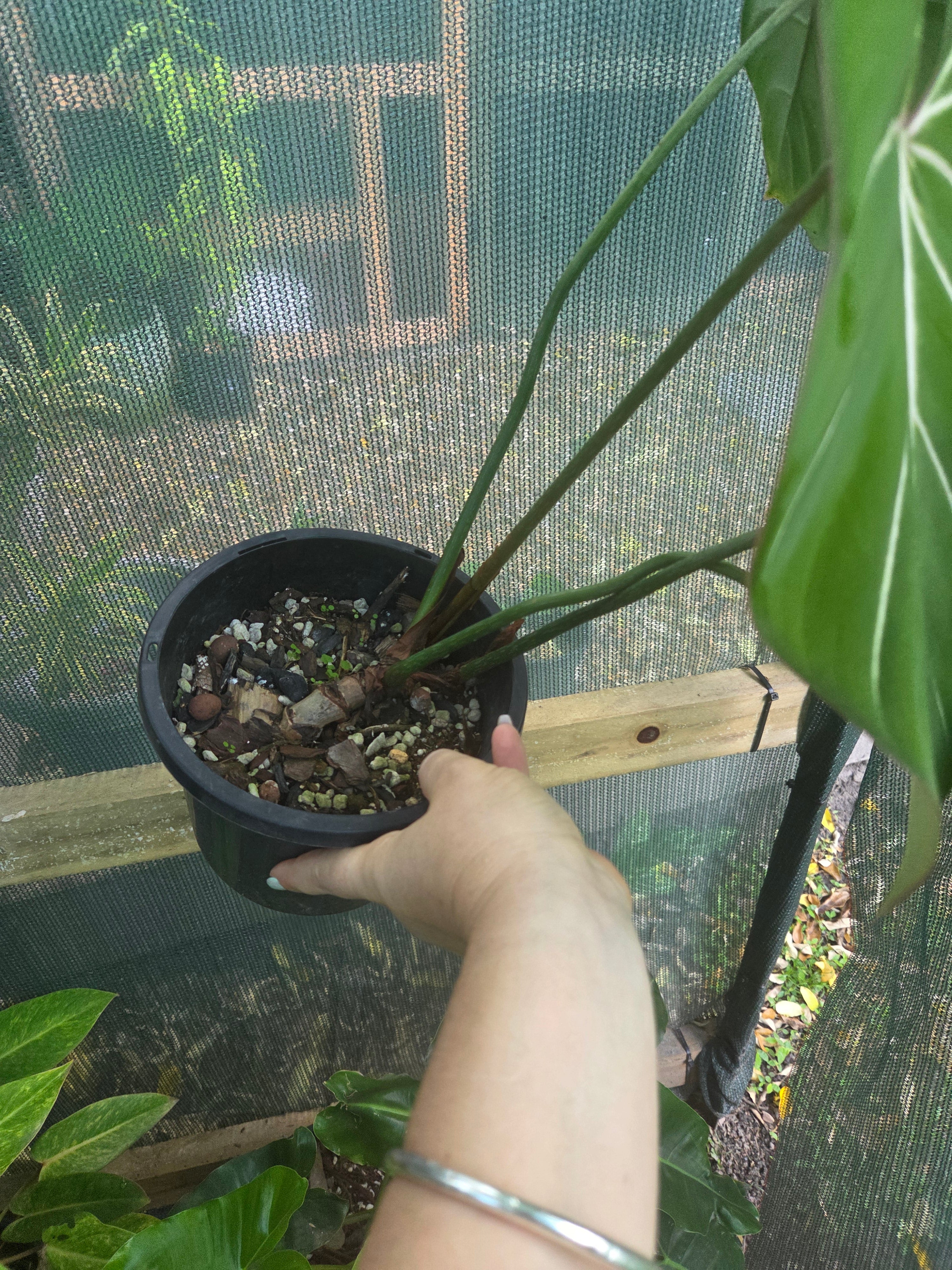 Philodendron Gloriosum "White Veins" huge plant!
