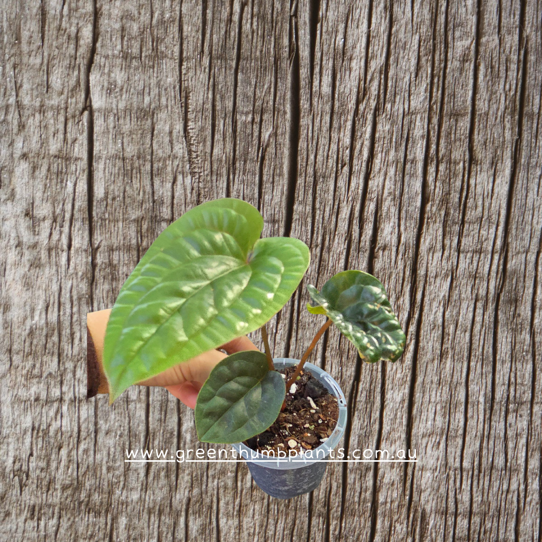 Anthurium Luxurians x Radicans